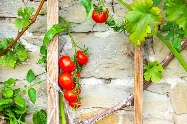 Ripe tomatoes on a rustic stone wall — Stock Photo, Image