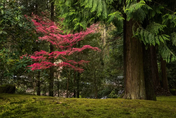 Colorful maple tree and giant cedars in a Japanese garden — Stock Photo, Image