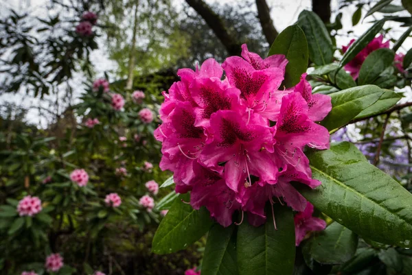 Rododendron Kvetou Zahradě Rododendron Portlandských Crystal Springs — Stock fotografie