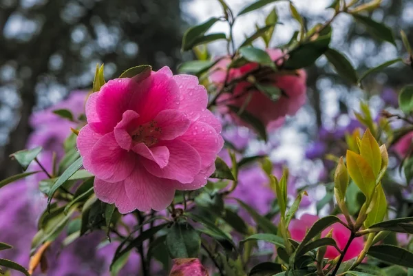 Rododendron Kvetou Zahradě Rododendron Portlandských Crystal Springs — Stock fotografie