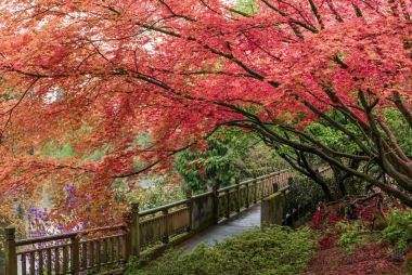 Japonca Akça ağaç Portlands Crystal Springs ormangülü g