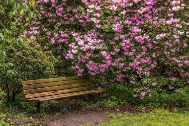 Orman gülleri ve Portlands Crystal Springs Rhododen bir tezgah