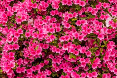 Azaleas Portlands Crystal Springs ormangülü Bahçe, Oregon