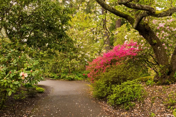 Шлях у Portlands Crystal Springs рододендрон сад — стокове фото