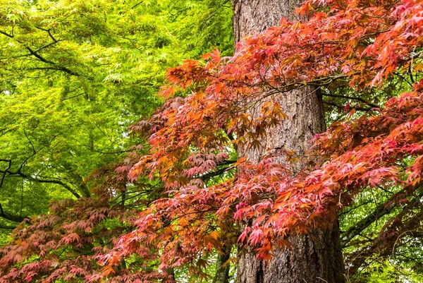 Japanese Maple tree in Portlands Crystal Springs Rhododendron G