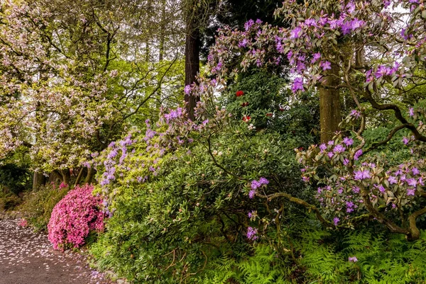 Camino Portlands Crystal Springs Rhododendron Garden Oregon — Foto de Stock