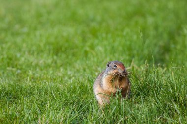 Columbian Ground Squirrel clipart