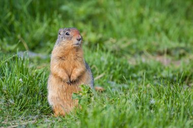 Columbian Ground Squirrel clipart