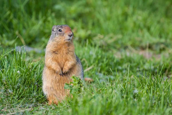 Columbian Ground Squirrel — Stock Photo, Image