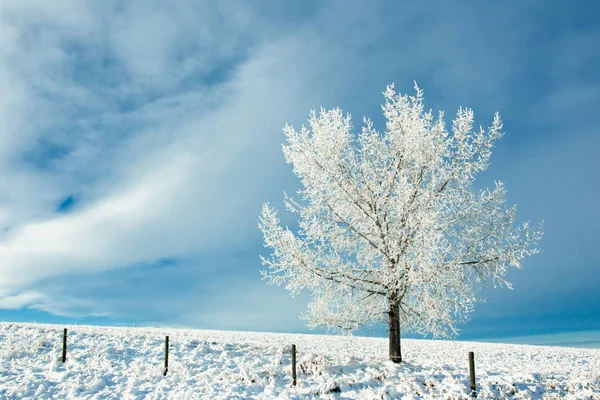 Hoarfrost covered tree in a field on a cold winter day — Stock Photo, Image