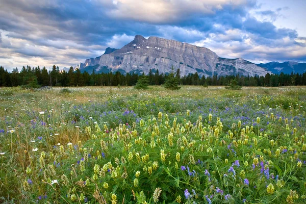Гора Рандл і польових квітів, Banff Національний парк — стокове фото
