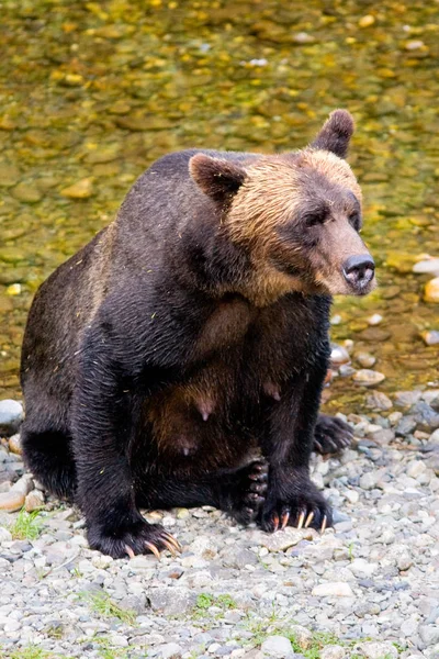 Kadın boz ayı balık dere kıyısında — Stok fotoğraf