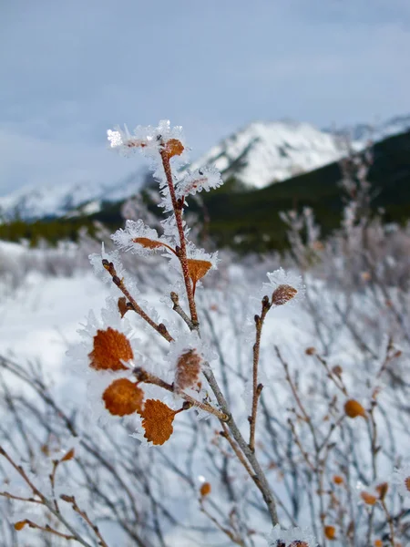 Gołoledzi Zadaszony Krzew Canadian Rockies Park Narodowy Banff Kanada — Zdjęcie stockowe