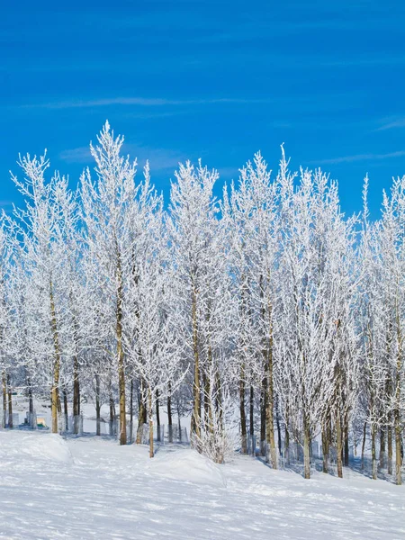 Hoar-frost covered trees in winter — Stock Photo, Image