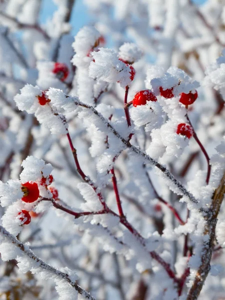 Baies rouges couvertes de givre blanc en hiver — Photo