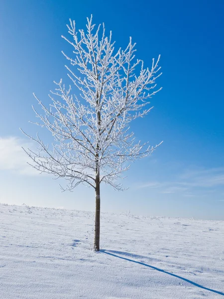 Drzewa pokryte szron zimą — Zdjęcie stockowe