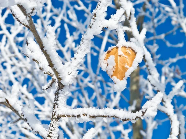 Rimfrost täckt träd under vintern — Stockfoto