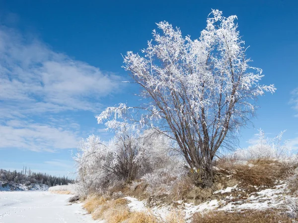 Hoar-frost covered trees in winter — Stock Photo, Image