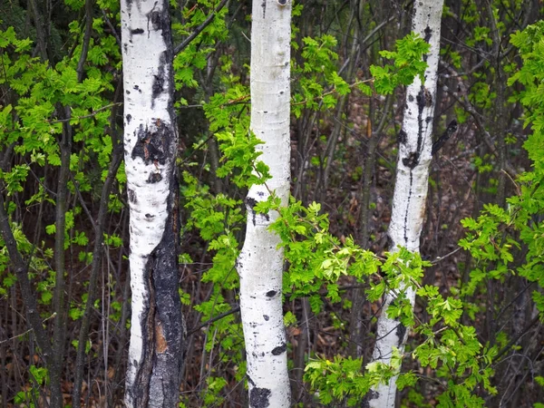 Novas Folhas Frescas Brilhantes Uma Árvore Primavera Frente Evergreens Escuros — Fotografia de Stock