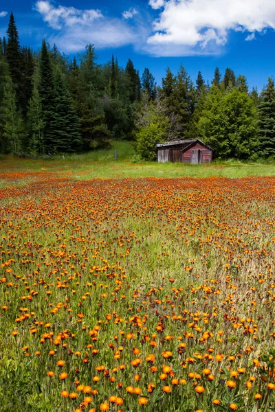 Cabana de madeira velha na borda de uma flor encheu o prado — Fotografia de Stock