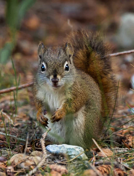 Eine Nahaufnahme von roten Eichhörnchen — Stockfoto