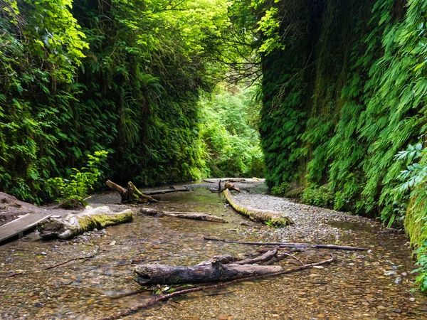 Fern Canyon in Redwood National Park — Stock Photo, Image