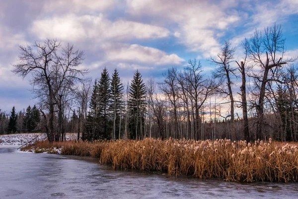 冬のガマの凍った池 — ストック写真