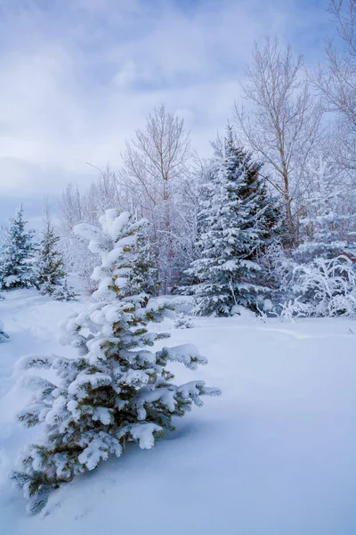 Snow covered trees in winter on a cold winter day. — Stock Photo, Image