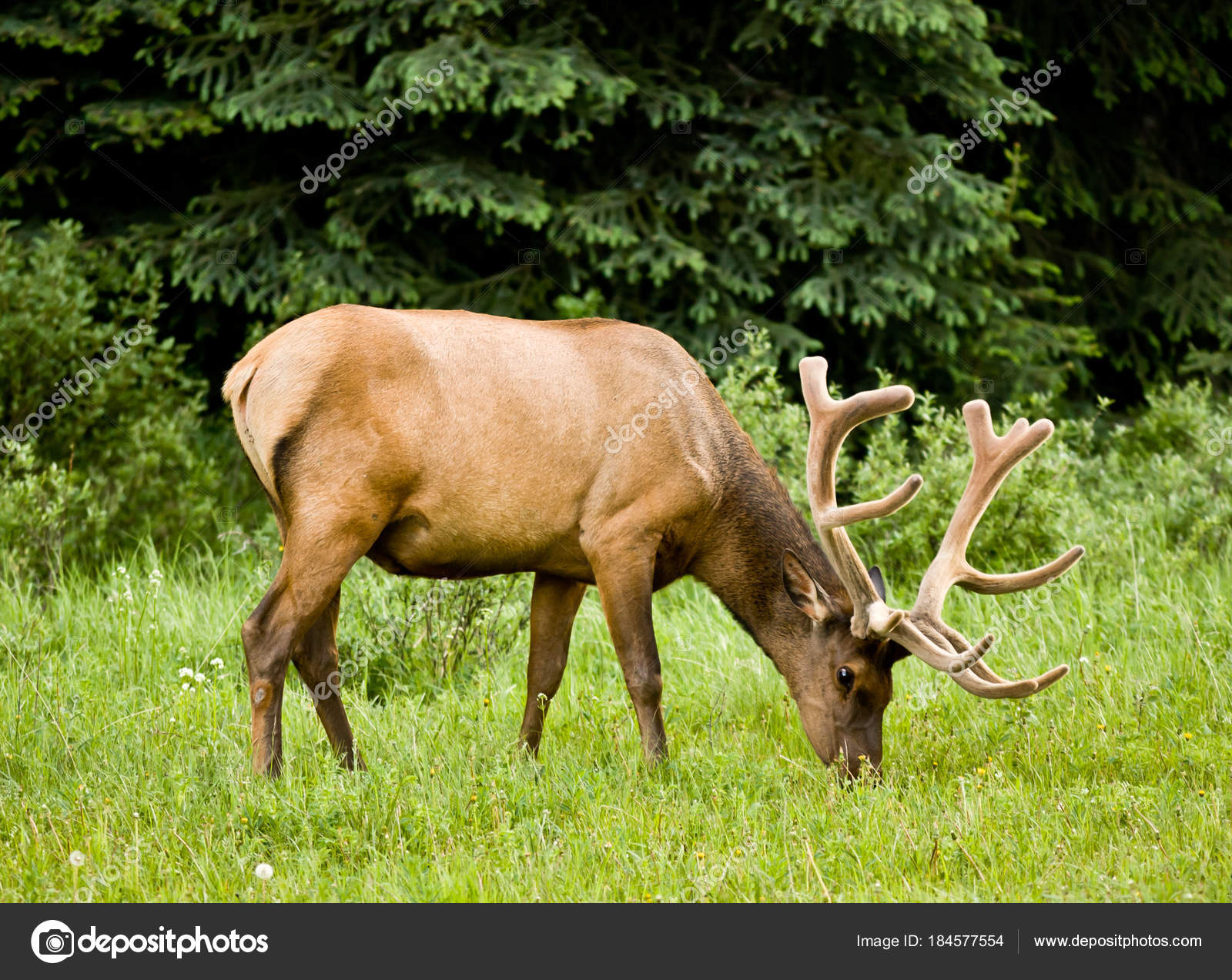 Male Elk in Banff National Park Stock Photo by ©tomtnphoto.ca 184577554