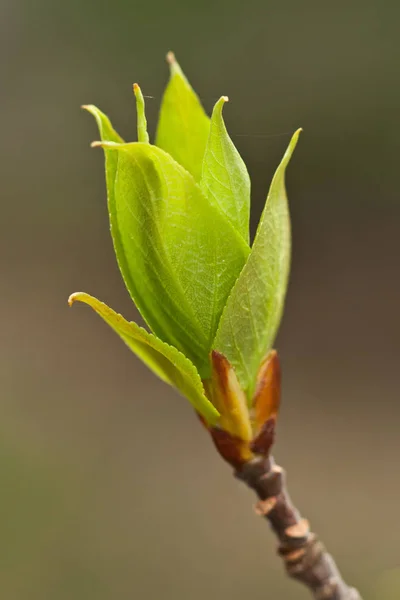Nuevas hojas frescas que emergen en la primavera —  Fotos de Stock