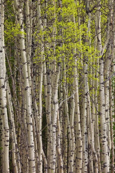 Daun Baru Pada Rumpun Pohon Aspen Musim Semi — Stok Foto