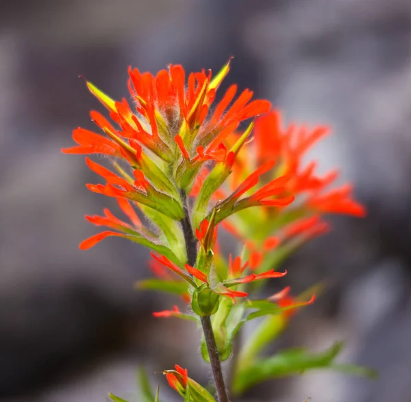 Pincel índio flor selvagem na natureza — Fotografia de Stock