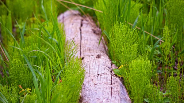 Vibrante coda di cavallo verde che cresce intorno a un tronco caduto — Foto Stock
