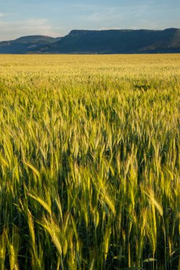 Buğday alanları yaz yakınındaki Broumov, Çek Cumhuriyeti