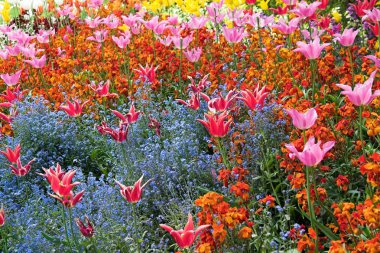 Saint Jamess Park, Londra çiçek çiçek bahçesinde