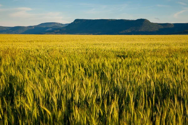 Campos de trigo en verano cerca de Broumov, República Checa — Foto de Stock