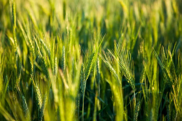 Закрытие пшеничного поля летом — стоковое фото