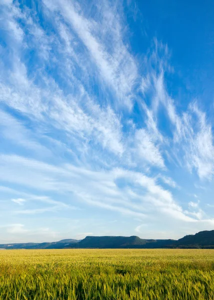 Campos de trigo en verano cerca de Broumov, República Checa — Foto de Stock