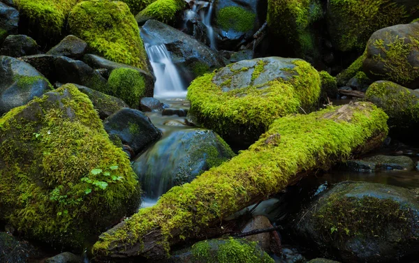 Мосс покрыл скалы горным ручьем, Вашингтон — стоковое фото