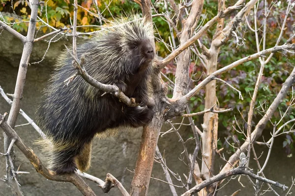 Un puercoespín trepando en un árbol en el zoológico de Calgary — Foto de Stock