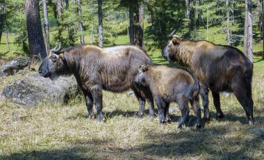 Takin, Bhutan ulusal hayvan aile