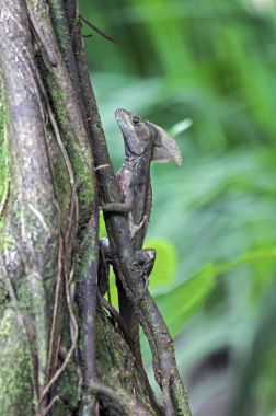 İsa Mesih Basilisk kertenkele Tortuguero - Kosta Rika