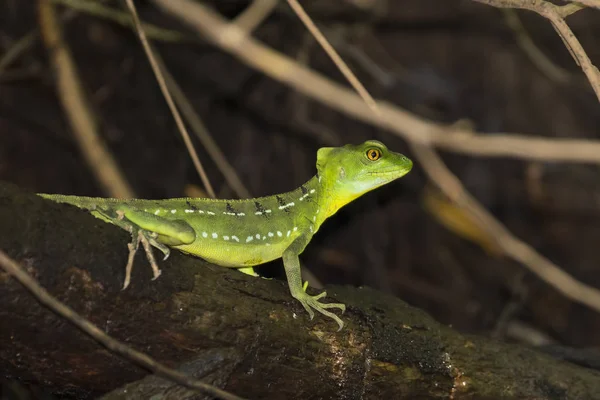 Vrouwelijke Emerald Basilisk Lizard in Tortuguero - Costa Rica — Stockfoto