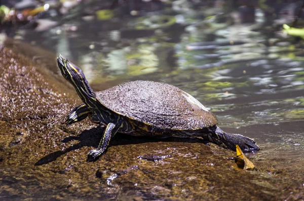 Cursore dal ventre giallo Tartaruga prendere il sole a Tortuguero - Costa Rica — Foto Stock