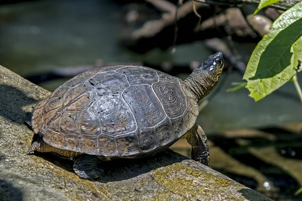 River Turtle at Tortuguero - Costa Rica