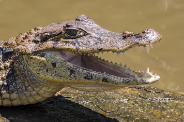 Tortuguero - Kosta Rika güleryüzlü timsah