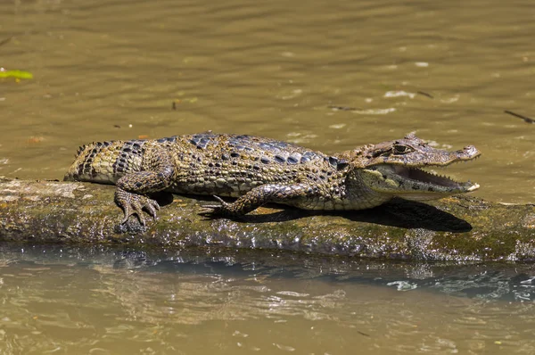 Smilling crocodile in Tortuguero - Costa Rica — Stock Photo, Image