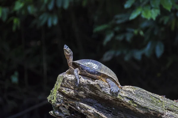Fiume Turtle prendere il sole a Tortuguero - Costa Rica — Foto Stock