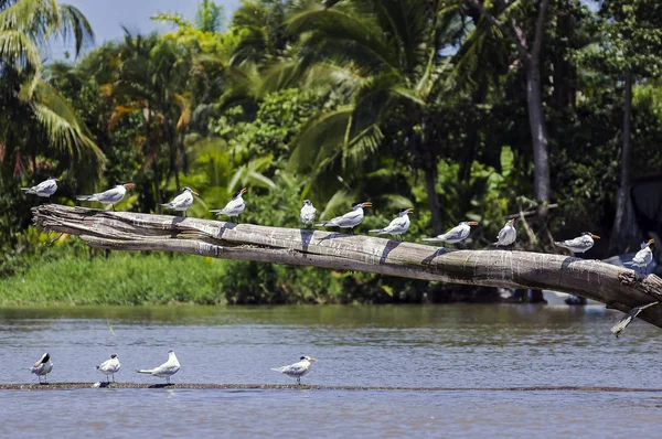 Kraliyet kırlangıçlar river Haliç - Kosta Rika bir oturum