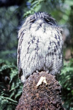 Sarımsı kahverengi Paszczaki, Tazmanya, Avustralya